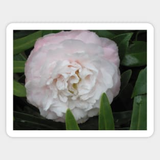 Pink Camellia Sticker